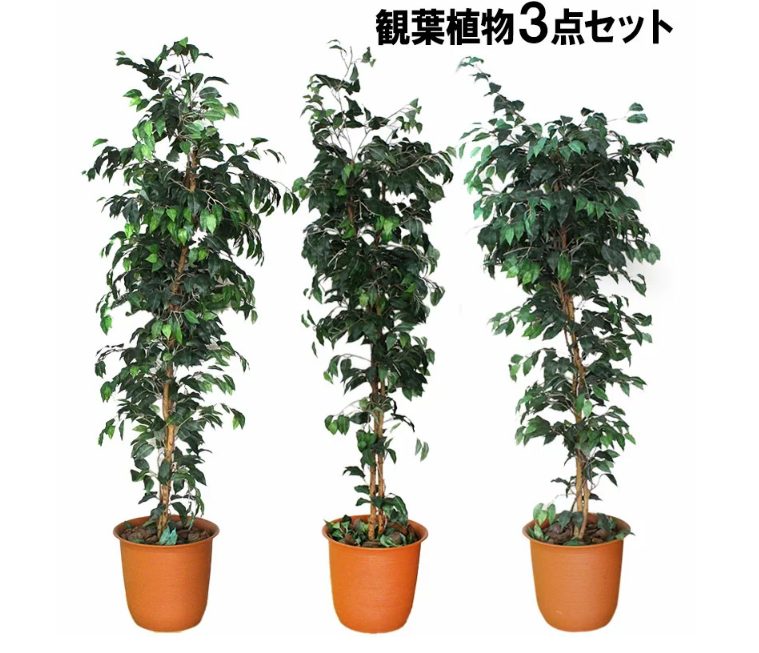 【オフィスでもご自宅でも】人工観葉植物（インテリアグリーン）のご紹介です！＊中古＊